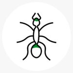 Insect 9