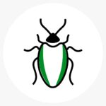 Insect 2