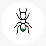Insect 7